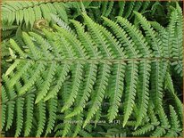 Dryopteris wallichiana