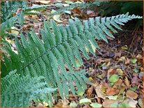 Dryopteris wallichiana