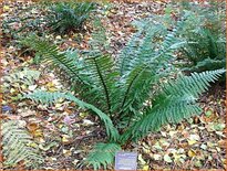 Dryopteris wallichiana