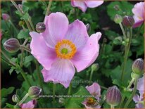 Anemone hupehensis &#39;Little Princess&#39;