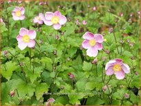 Anemone hupehensis &#39;Little Princess&#39;