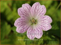 Geranium oxonianum &#39;Hollywood&#39;