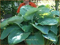 Hosta &#39;Empress Wu&#39;