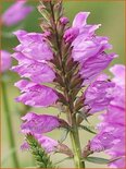 Physostegia virginiana &#39;Vivid&#39;