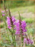 Physostegia virginiana &#39;Vivid&#39;