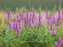 Physostegia virginiana &#39;Vivid&#39;