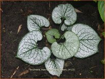 Brunnera macrophylla &#39;Sea Heart&#39;