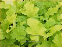 Heuchera &#39;Lime Rickey&#39;