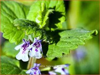 Glechoma hederacea