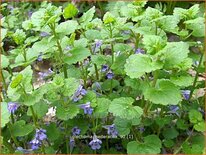 Glechoma hederacea