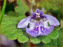 Glechoma hederacea