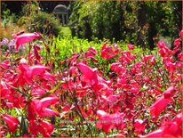 Penstemon &#39;Schoenholzeri&#39;