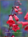 Penstemon &#39;Schoenholzeri&#39;