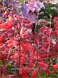 Penstemon &#39;Schoenholzeri&#39;