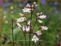 Penstemon digitalis &#39;Husker Red&#39;