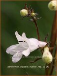 Penstemon digitalis &#39;Husker Red&#39;