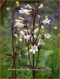 Penstemon digitalis &#39;Husker Red&#39;