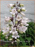 Penstemon digitalis &#39;Husker Red&#39;