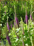 Teucrium hyrcanicum