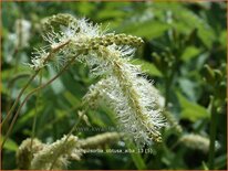 Sanguisorba obtusa &#39;Alba&#39;