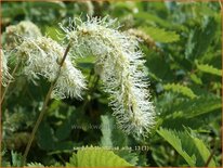 Sanguisorba obtusa &#39;Alba&#39;