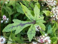 Tiarella &#39;Arpeggio&#39;