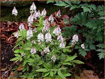 Tiarella &#39;Arpeggio&#39;