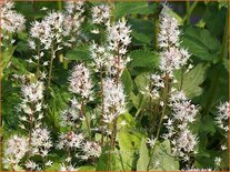 Tiarella &#39;Arpeggio&#39;