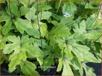 Tiarella &#39;Arpeggio&#39;