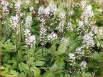 Tiarella &#39;Arpeggio&#39;