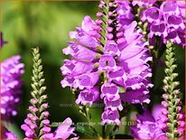 Physostegia virginiana &#39;Red Beauty&#39;