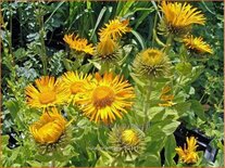 Inula orientalis