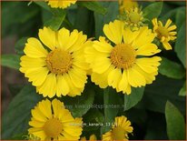 Helenium &#39;Kanaria&#39;