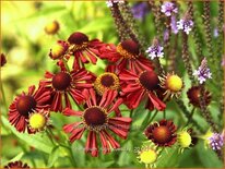 Helenium &#39;Ruby Tuesday&#39;