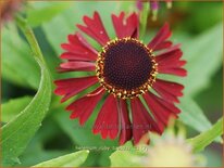 Helenium &#39;Ruby Tuesday&#39;