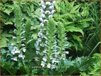 Acanthus mollis &#39;Rue Ledan&#39;