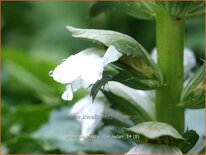 Acanthus mollis &#39;Rue Ledan&#39;