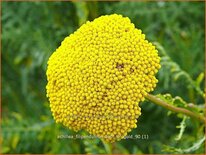 Achillea filipendulina &#39;Cloth of Gold&#39;