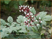 Actaea pachypoda &#39;Misty Blue&#39;