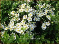 Aster ageratoides &#39;Starshine&#39;