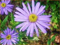 Aster frikartii &#39;Jungfrau&#39;