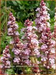 Ajuga genevensis &#39;Tottenham&#39;