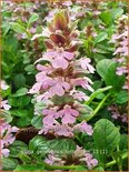 Ajuga genevensis &#39;Tottenham&#39;