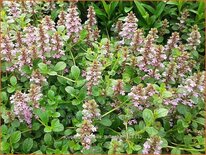 Ajuga genevensis &#39;Tottenham&#39;