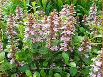 Ajuga genevensis &#39;Tottenham&#39;