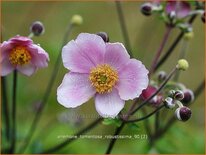 Anemone tomentosa &#39;Robustissima&#39;