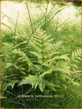 Dryopteris carthusiana