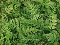 Dryopteris carthusiana