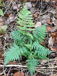 Dryopteris coreano &#39;Montana&#39;