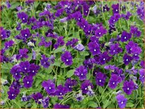 Viola cornuta &#39;Roem van Aalsmeer&#39;